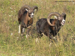 Images: muflon.jpg Images: muflon.jpg